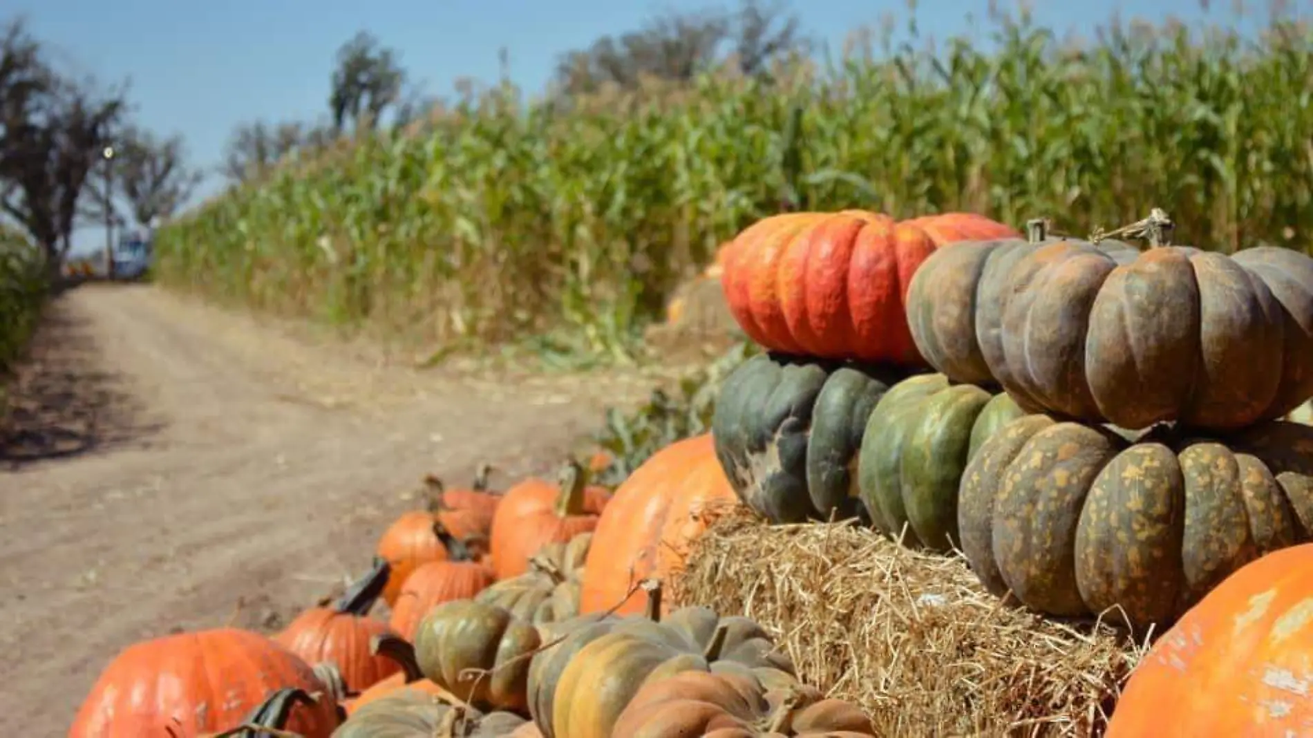 El Paso's Corn Maze